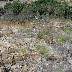 stephanomeria diegensis